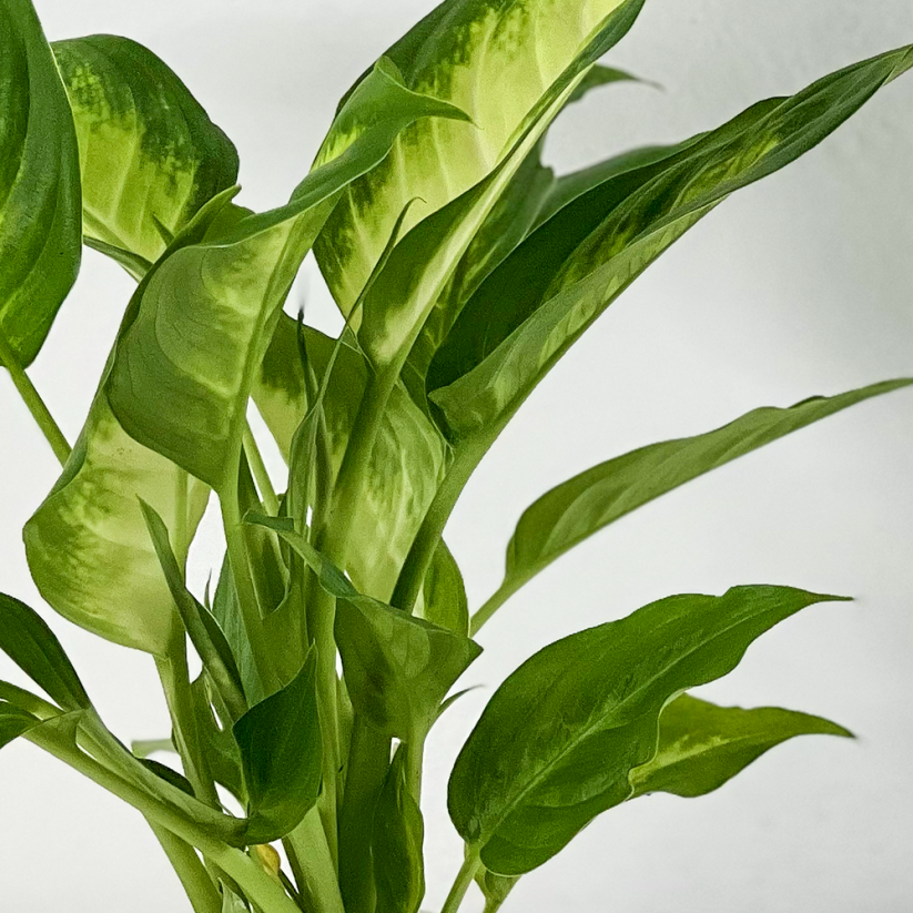 Dieffenbachia 'Camilla' Ø12cm