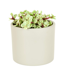 Portulacaria afra Variegata Ø12cm