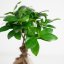 Ficus microcarpa Ginseng