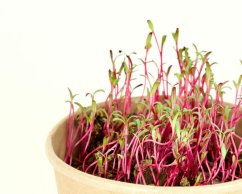Microgreens sada - Řepa salátová 5g