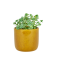 Sedum Sieboldii Ø8cm