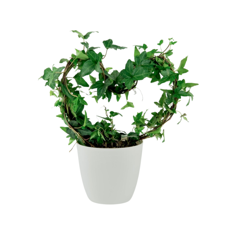 Hedera helix ve tvaru srdce Ø12cm