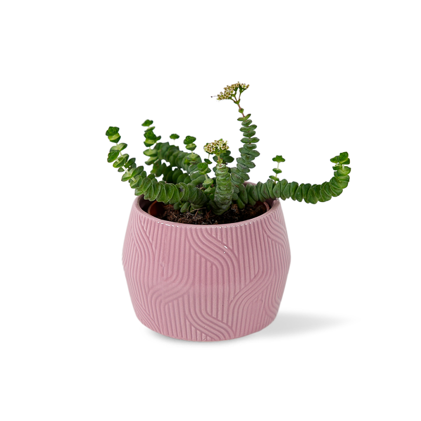 Crassula Marnieriana "Hottentot"