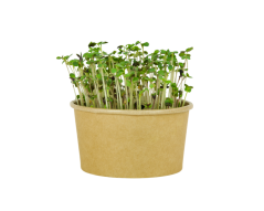 Microgreens sada - Hořčice bílá 4g