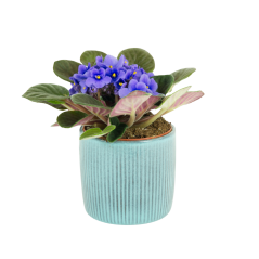 Africká fialka (Saintpaulia) světle fialová Ø12cm