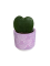 Hoya Kerrii - srdíčkový květináč - fialový