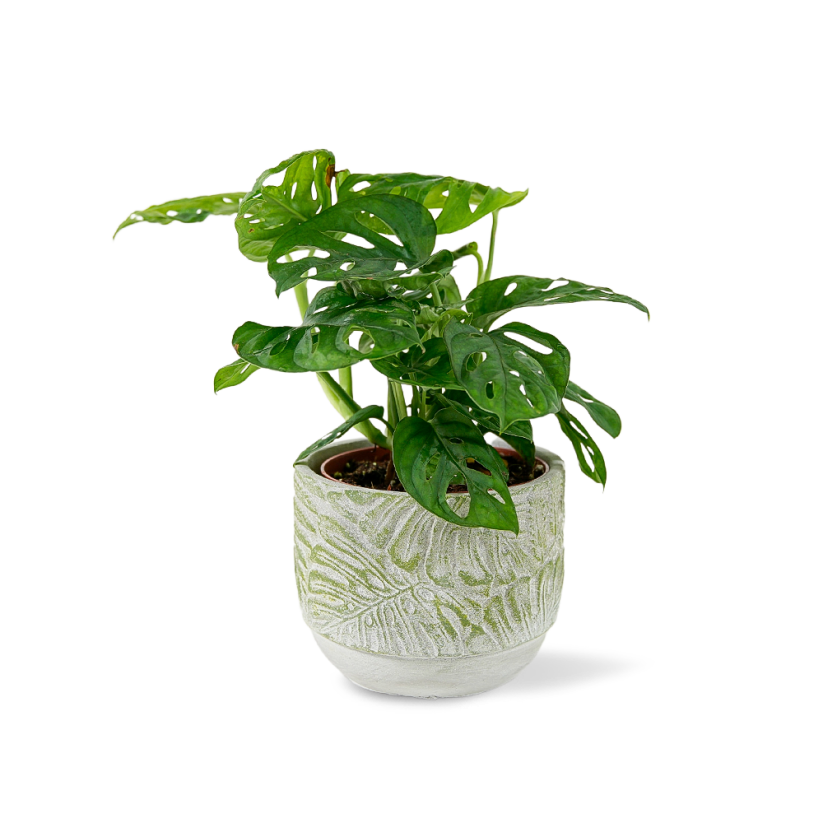 Monstera Adansonii Ø12cm