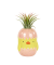 Tillandisia Ionantha v kuřátku