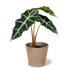 Alocasia 'Polly' Ø12cm