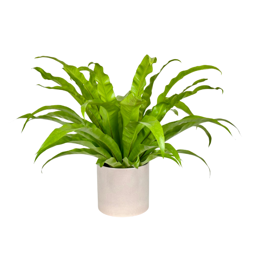 Asplenium antiquum Ø17cm