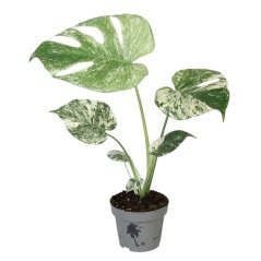 Monstera deliciosa 'Mint Variegated' Ø12cm