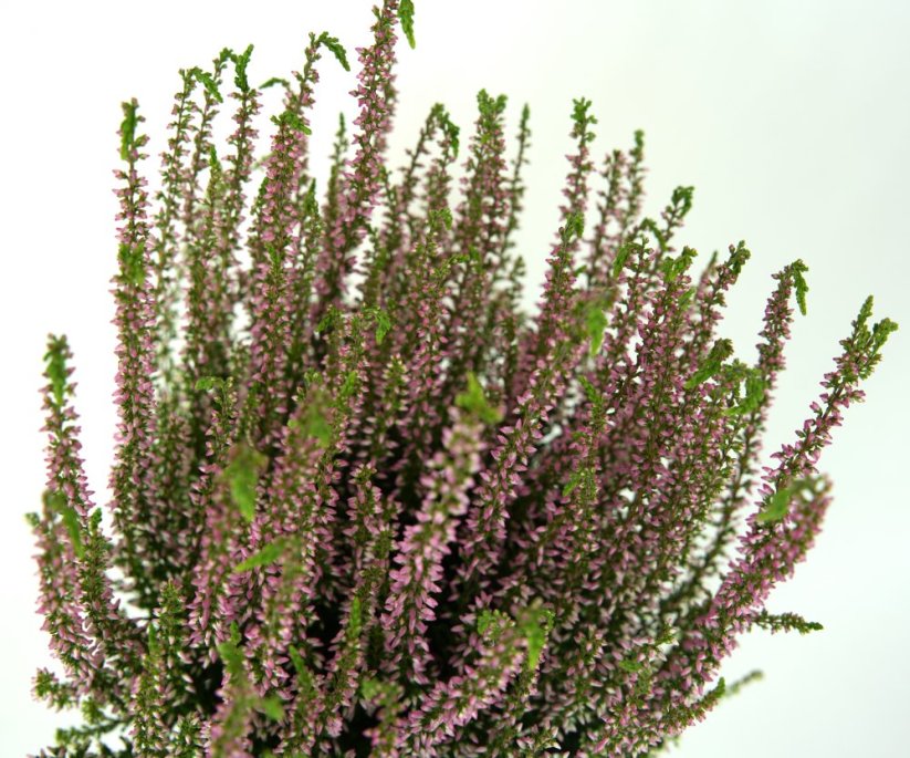 Calluna vulgaris 'Rosita'