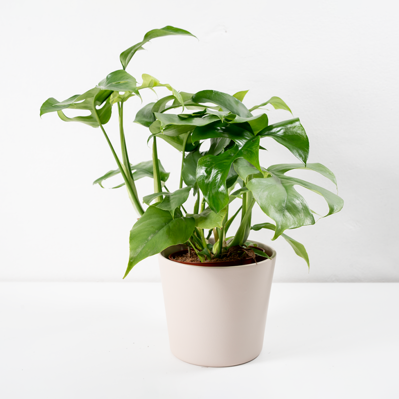 Rhaphidophora Tetrasperma Ø12cm