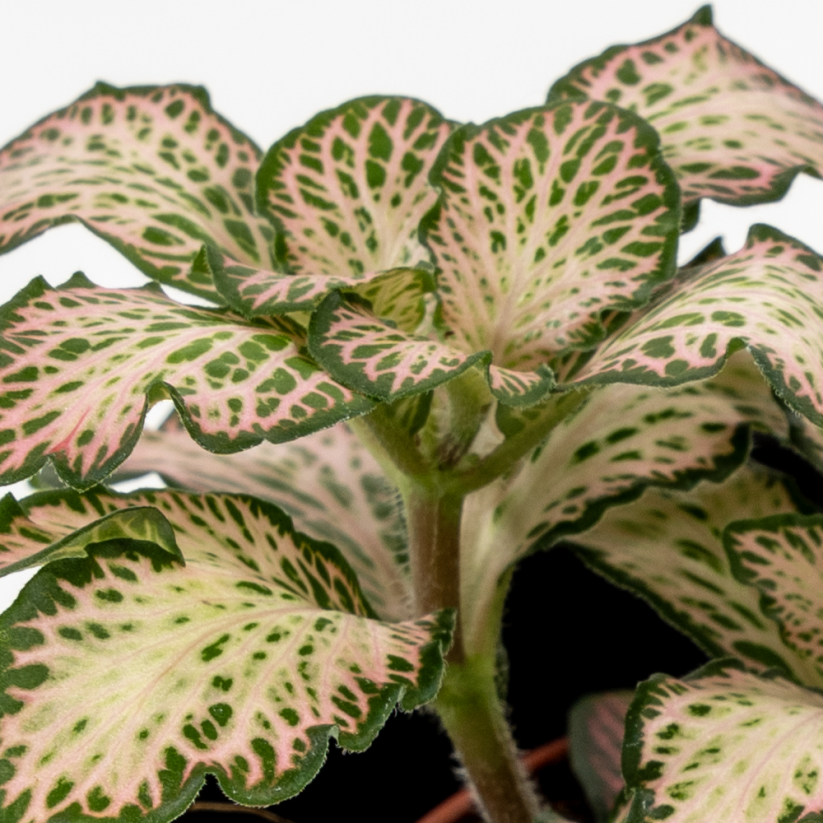 Fittonia Verschaffeltii - Růžová