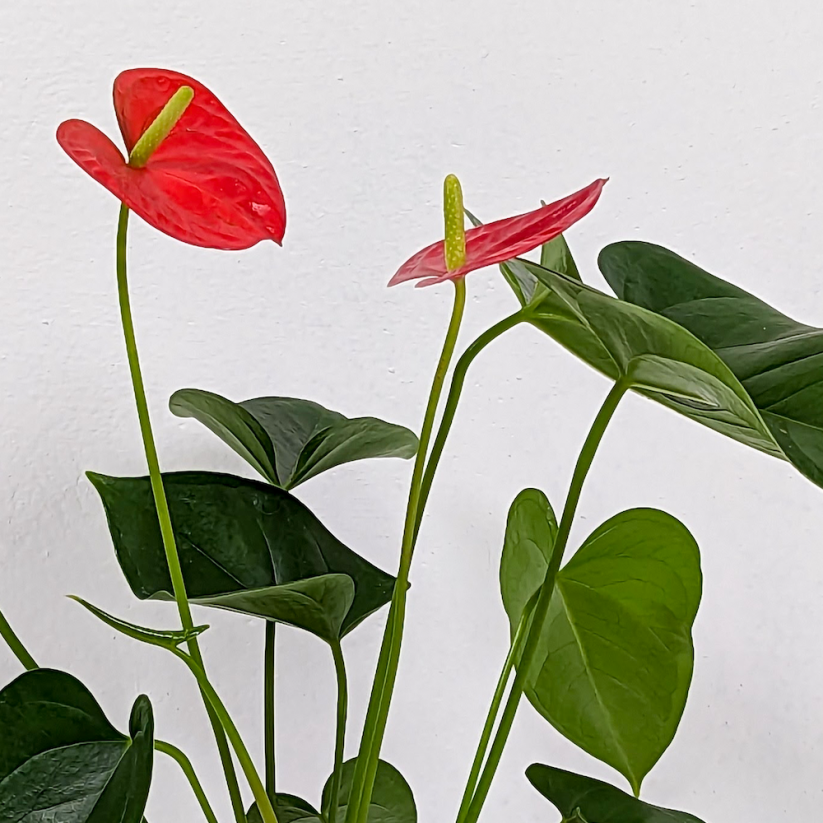 Anthurium andraeanum "Red Bull"