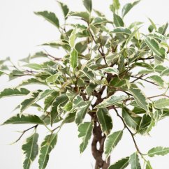 Ficus benjamina Variegata na stonku