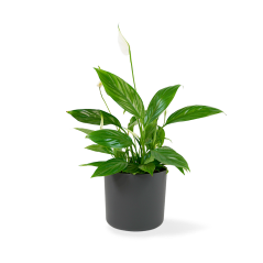 Spathiphyllum "Alana"