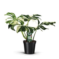 Monstera deliciosa 'Variegata' Ø19cm