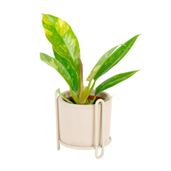 Philodendron 'Ring of fire' Ø6cm