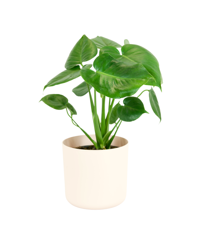 Monstera deliciosa Ø14cm