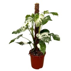 Monstera deliciosa 'Variegata' na tyči Ø21cm