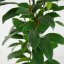 Ficus Cyathistipula