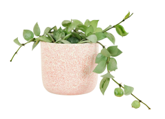Hoya krohniana 'Eskimo' Ø9cm
