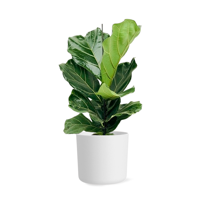 Ficus Lyrata - Ø 17 cm