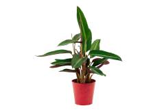 Stromanthe 'Stripestar' Ø12cm