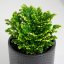 Selaginella Martensii 'Jori' Ø9cm