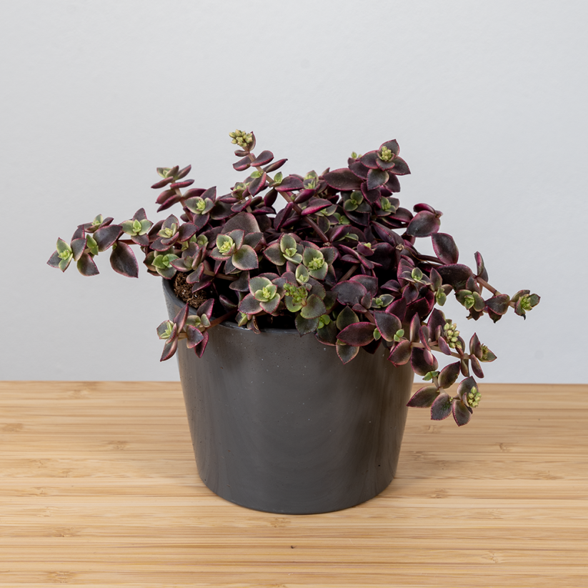 Crassula marginalis Ø10cm