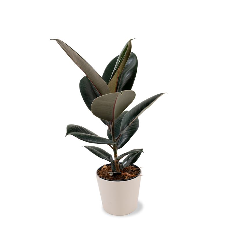 Ficus elastica 'Abidjan' Ø14cm